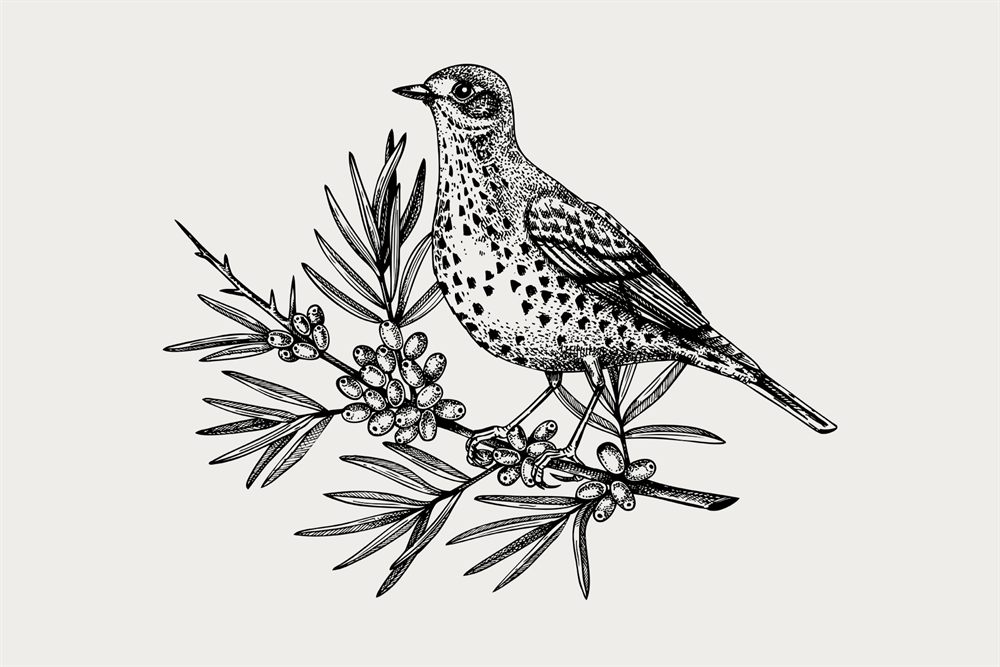 Hand-drawn vector illustration of a bird on a sea buckthorn branch