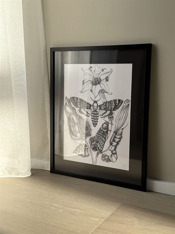 Framed hand-drawn botanical and moth illustration