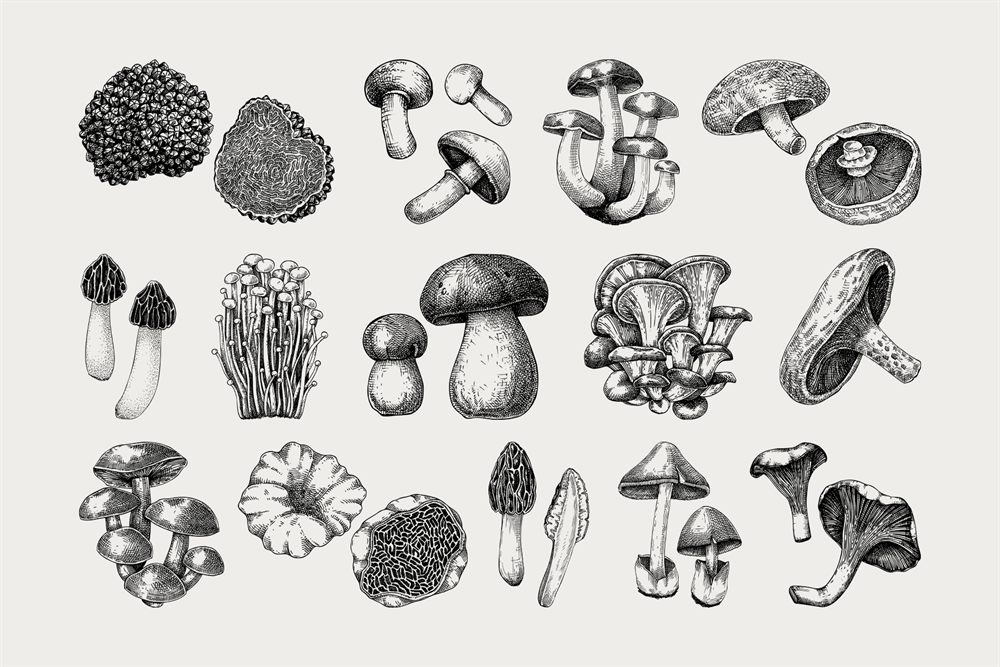 Hand-drawn vector mushroom illustration collection